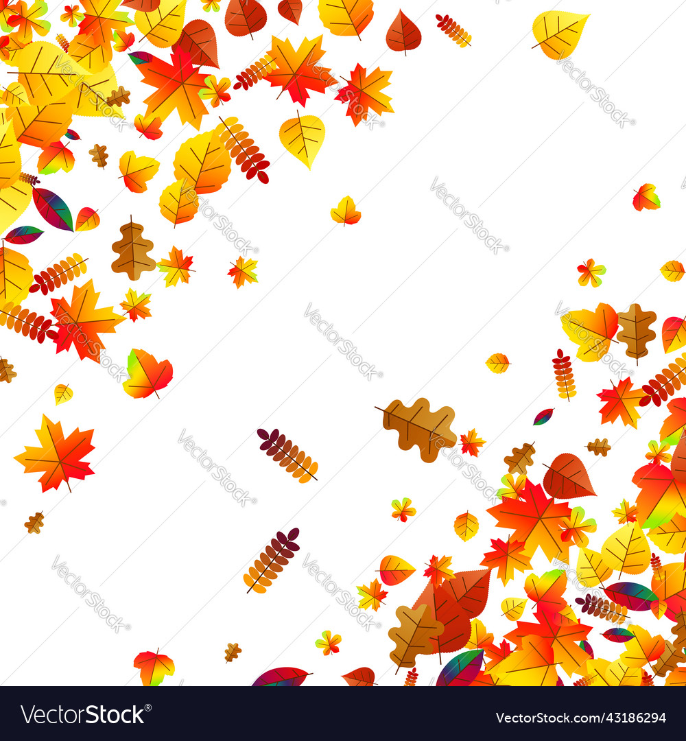 Autumn leaves scattered background oak maple