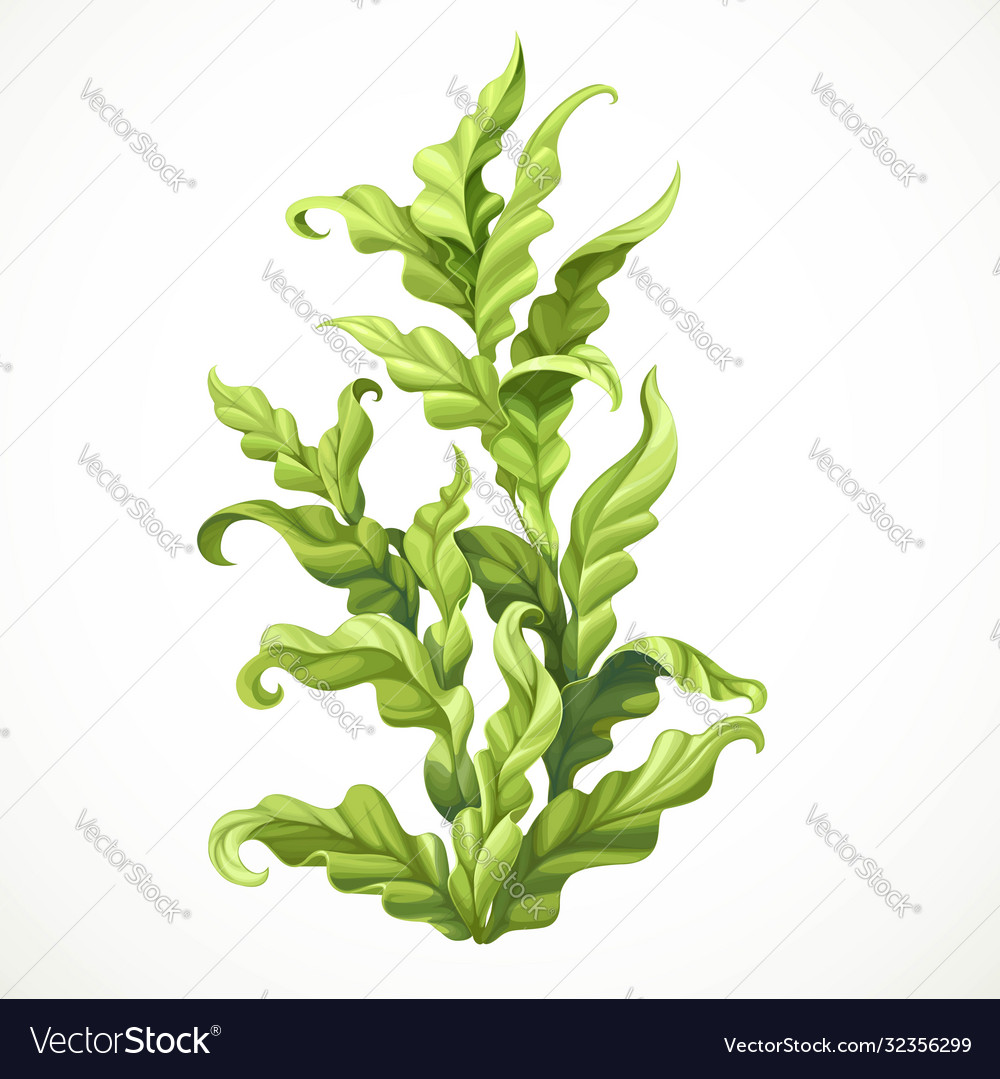 Green algae marine object isolated on white Vector Image