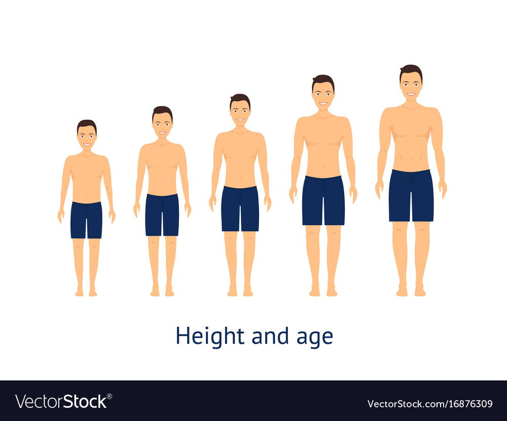 Height And Age Stage Growth From Boy To Man Vector Image