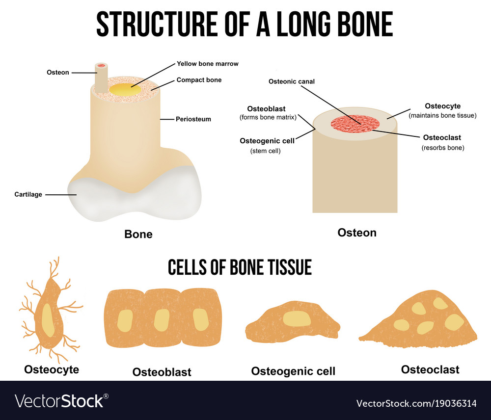 Long Bone Anatomy & Structure