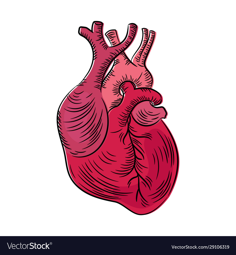 Heart anatomic structure medicine education diagra