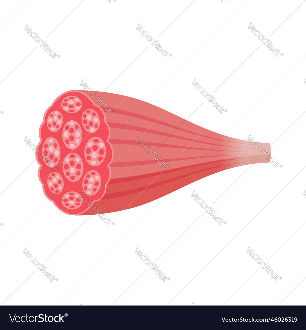 Muscle Cross-Section Anatomy