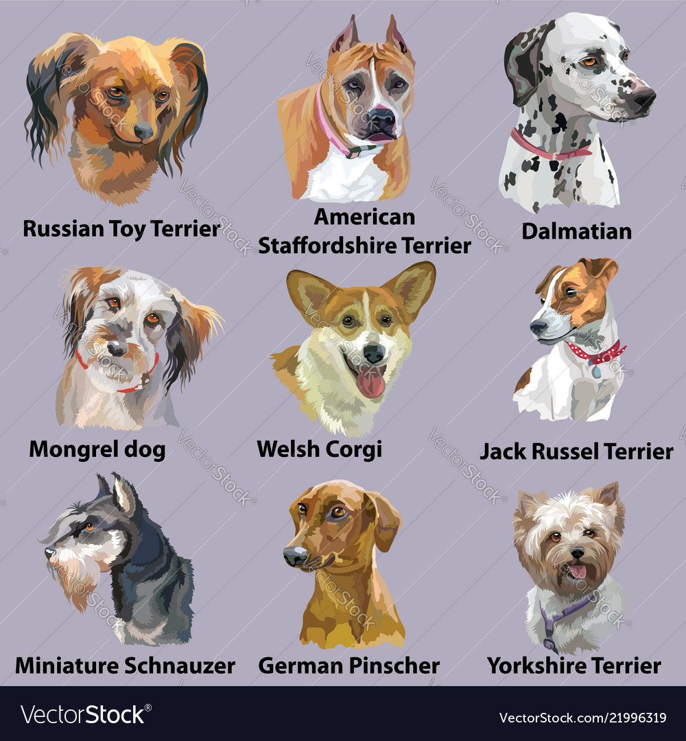 Set Of Portraits Dog Breeds-3 Royalty Free Vector Image