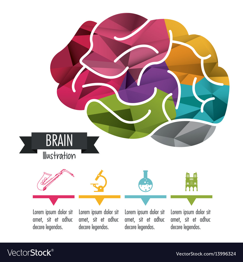 Brain design mind concept white background Vector Image