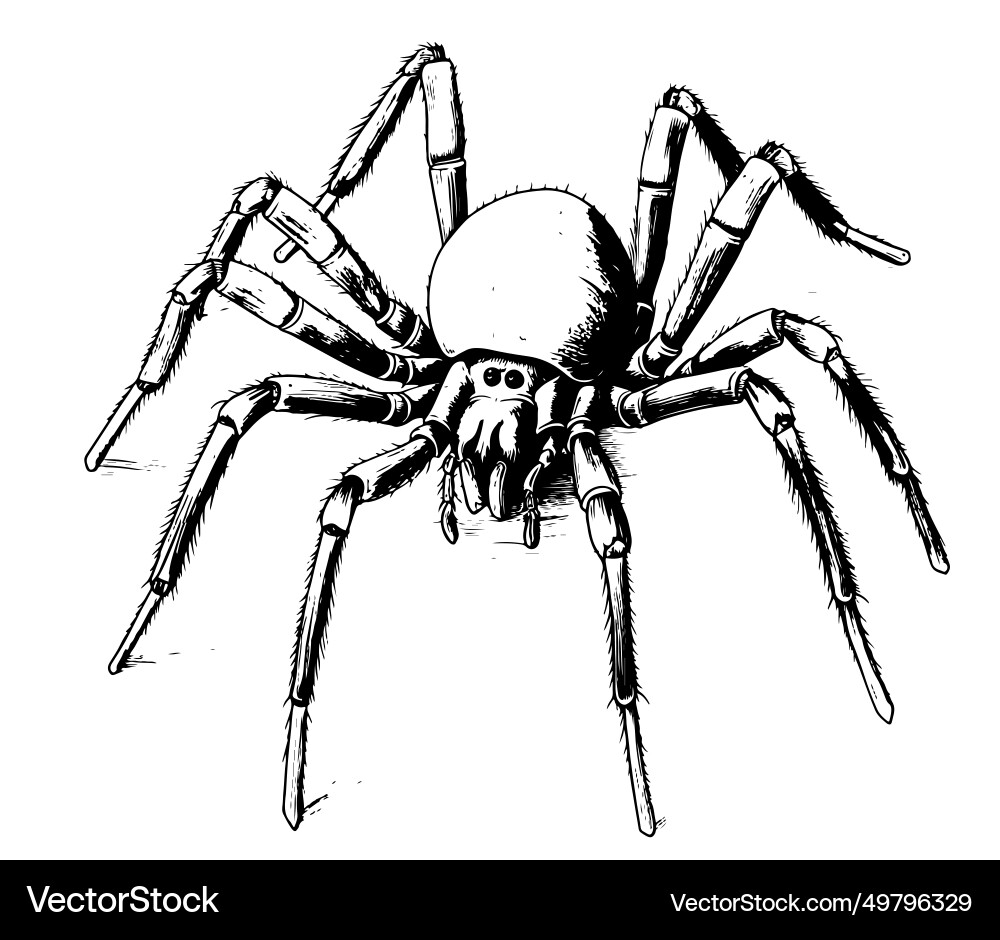Spider insect sketch hand drawn in doodle style Vector Image