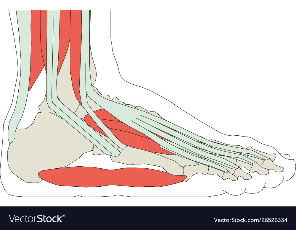 Foot bone eps 10 Royalty Free Vector Image - VectorStock