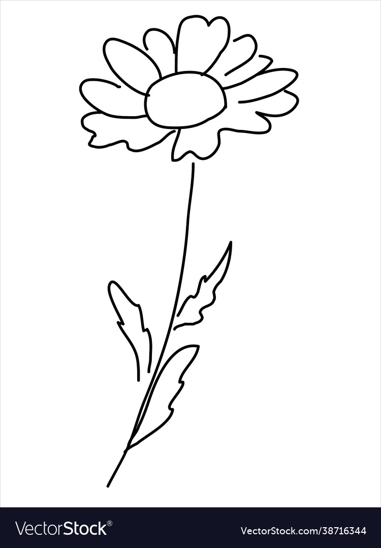 Chamomile in doodle style Royalty Free Vector Image