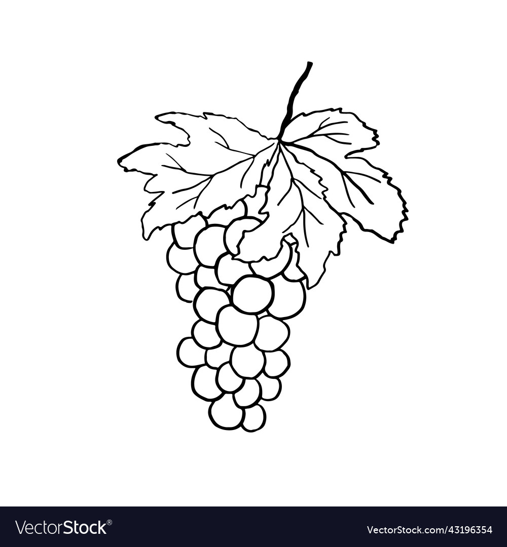 Grapes bunch with leaf and berry hand drawn Vector Image