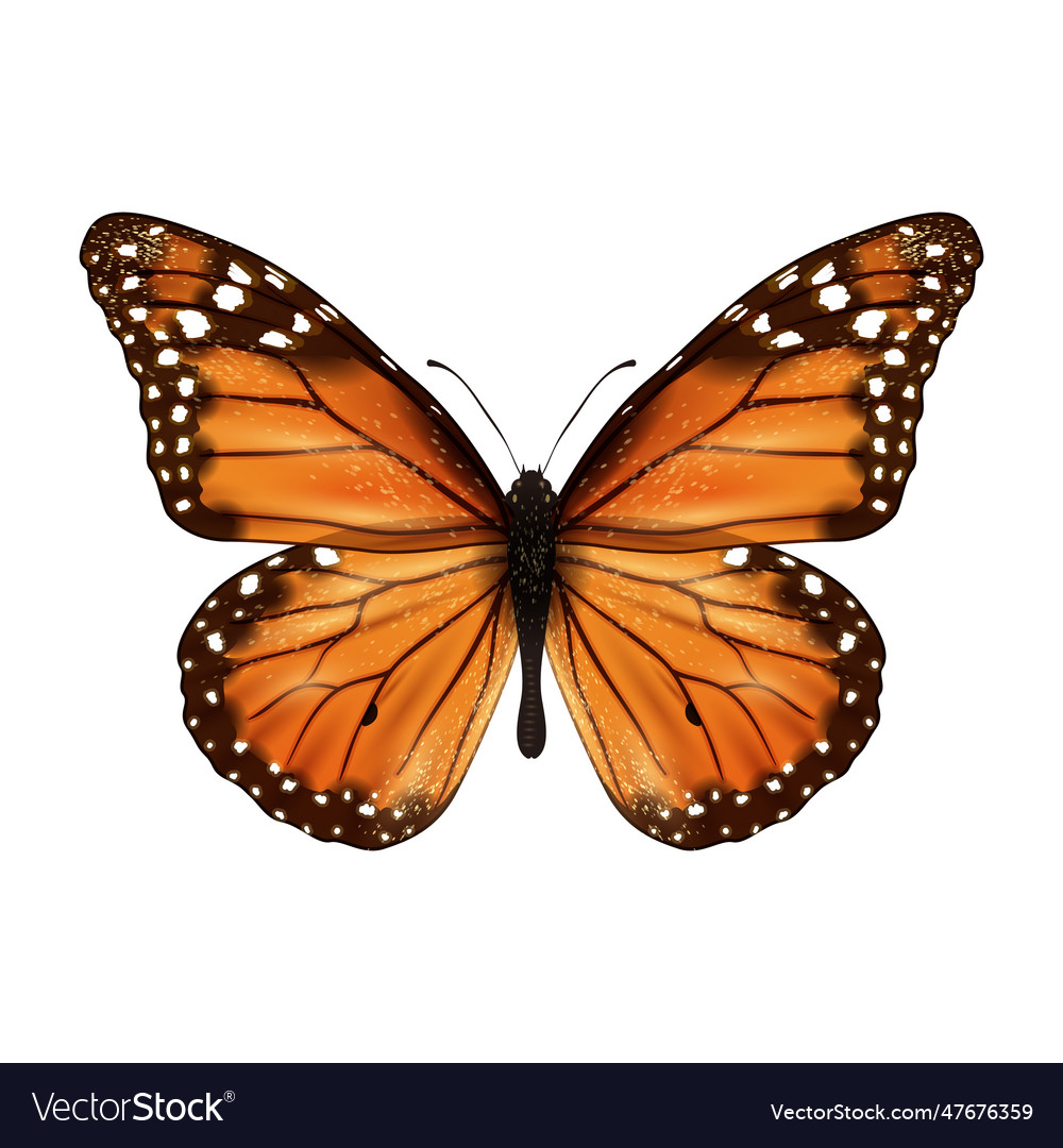 Butterfly realistic isolated Royalty Free Vector Image