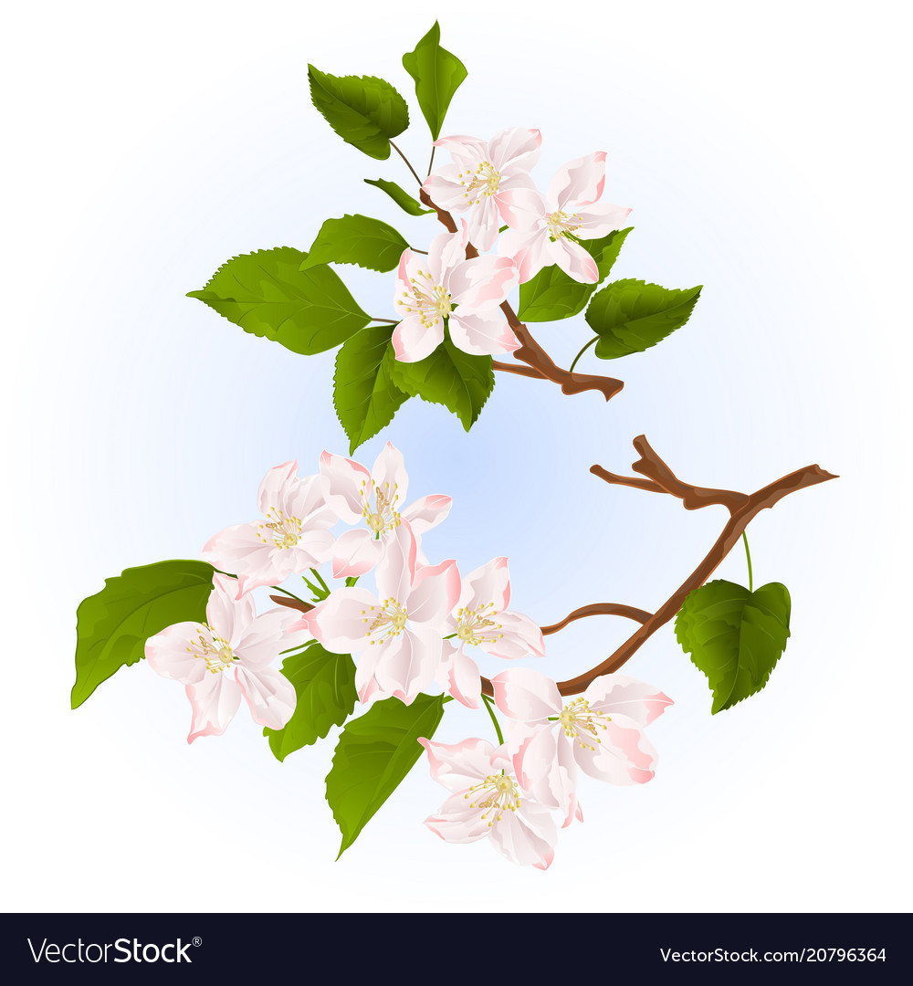 Branches apple tree with flowers set three Vector Image