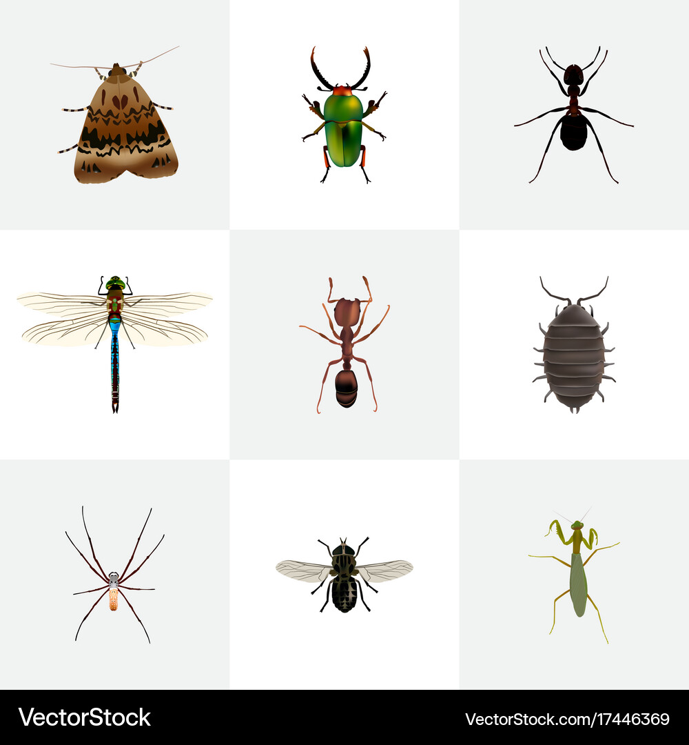 Realistic ant midge spider and other Royalty Free Vector