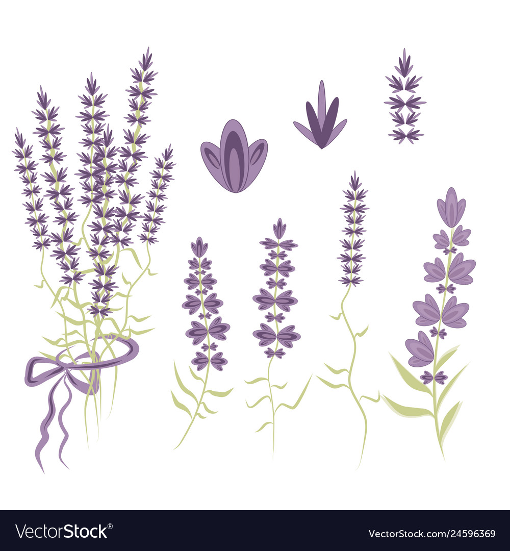 Set elements for lavender design in the style