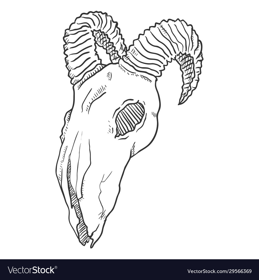 The Skull Of A Ram Is Drawn As A Black And White Outline Sketch Drawing  Vector Goat Skull Drawing Goat Skull Outline Goat Skull Sketch PNG and  Vector with Transparent Background for