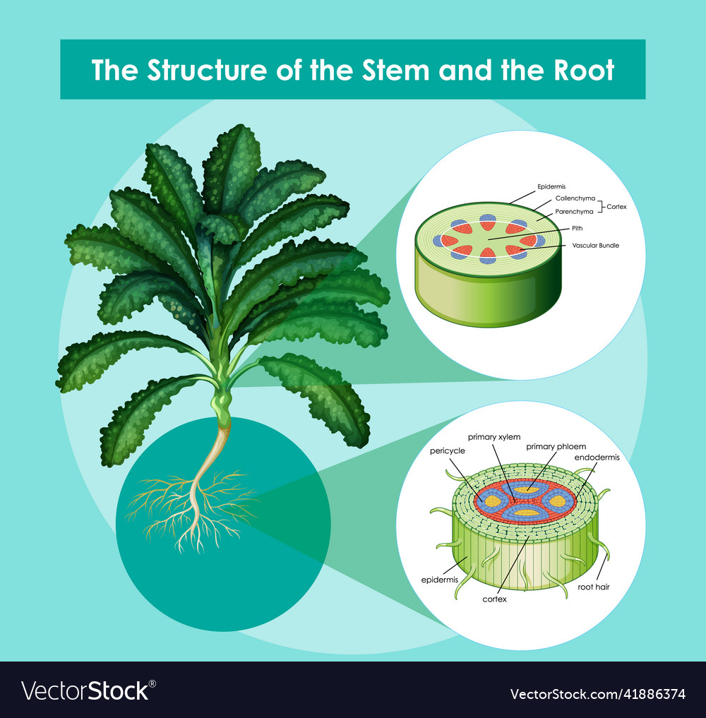 Diagram showing the structure of stem Royalty Free Vector