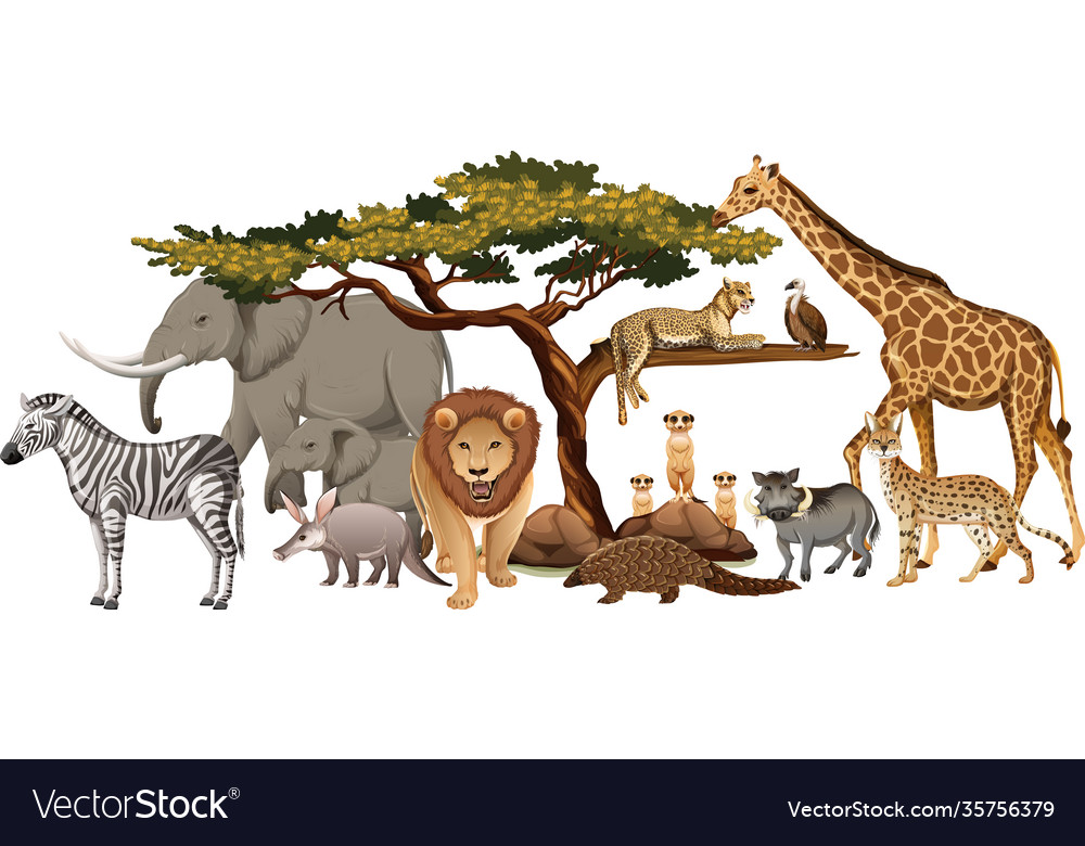 Group wild african animal on white background