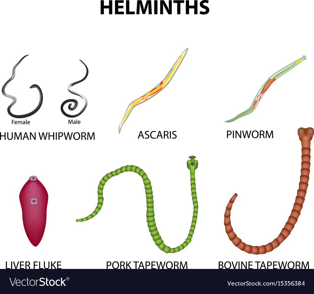 Pinworm helminthiasis kezelés - kandallo-debrecen.hu