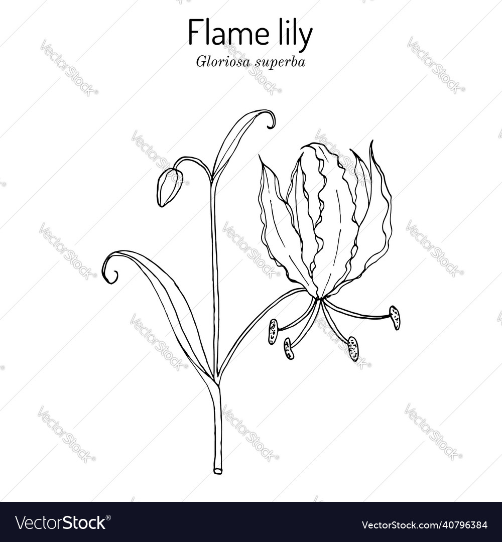 Flame lily gloriosa superba medizinische Pflanze