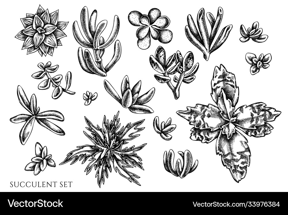 Set hand drawn black and white succulent Vector Image