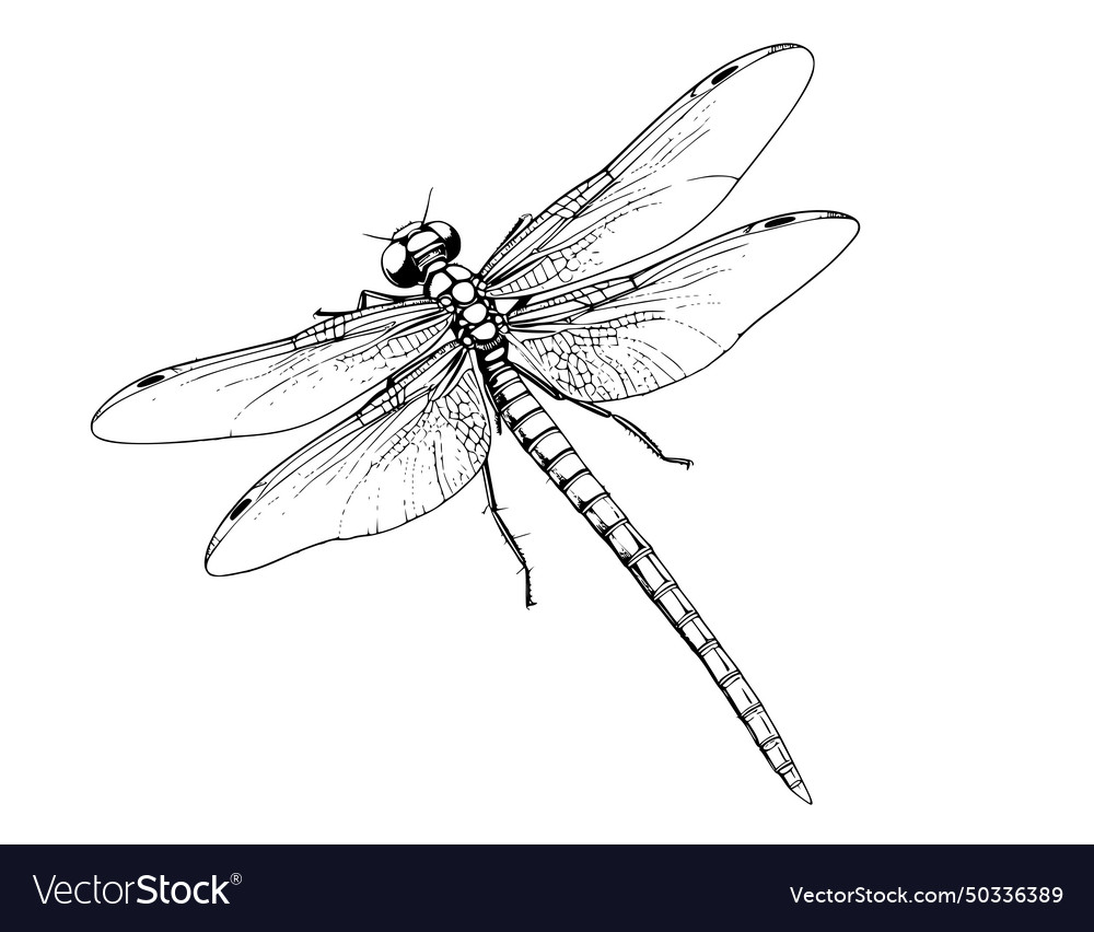 Damselfly coloring page for kids Royalty Free Vector Image