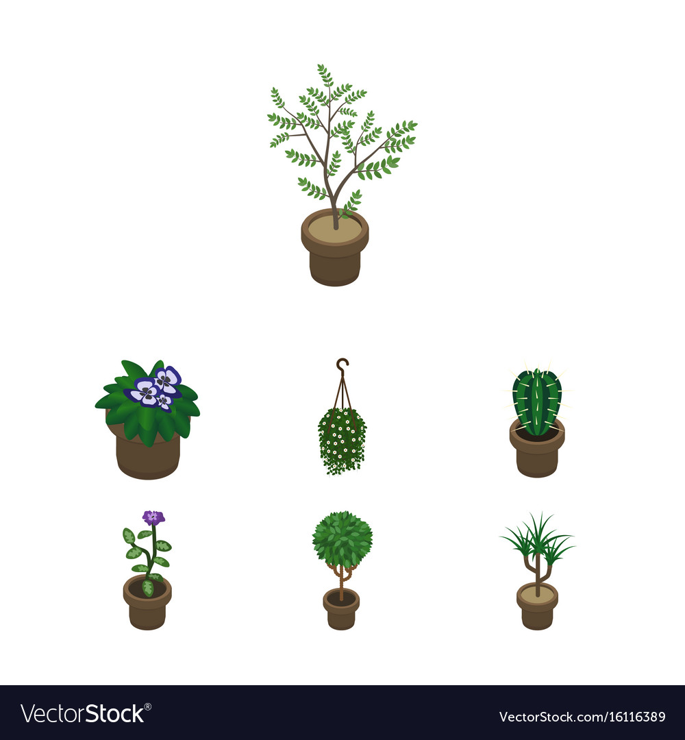 Isometric houseplant set of peyote