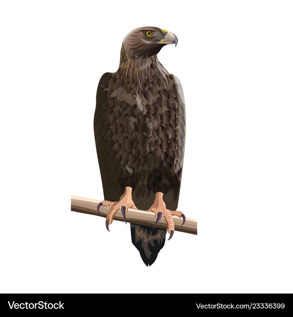 Golden eagle Royalty Free Vector Image - VectorStock
