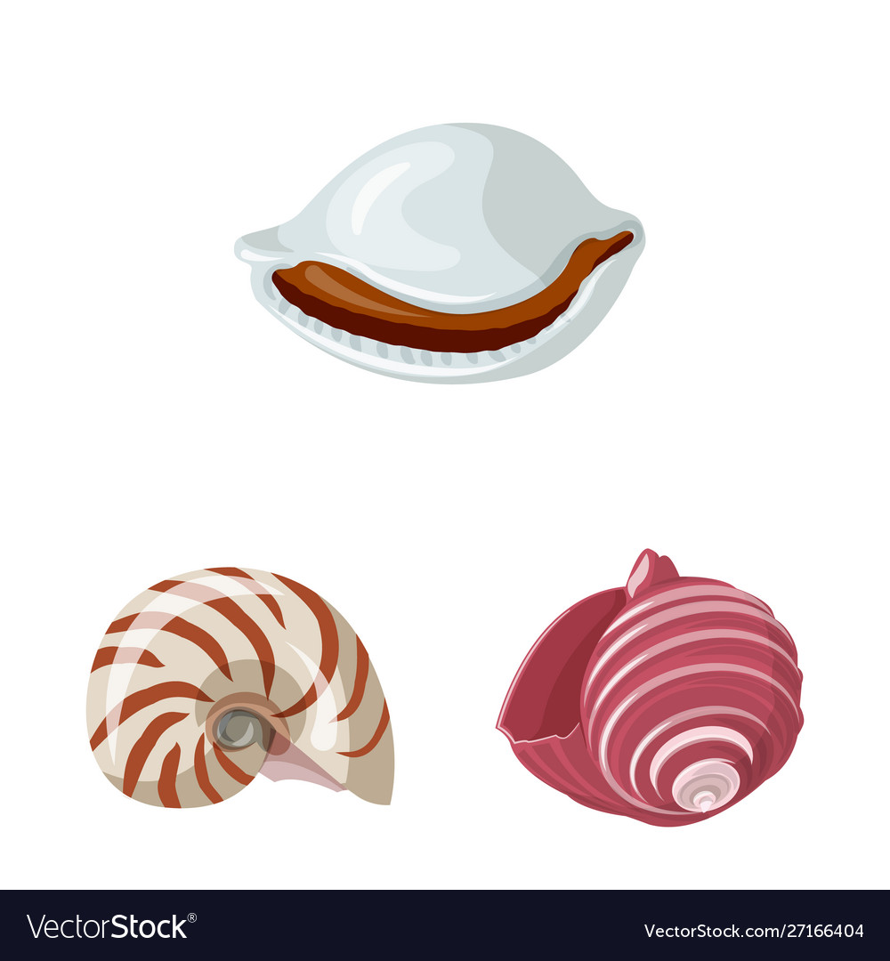 Isolated object seashell and mollusk icon