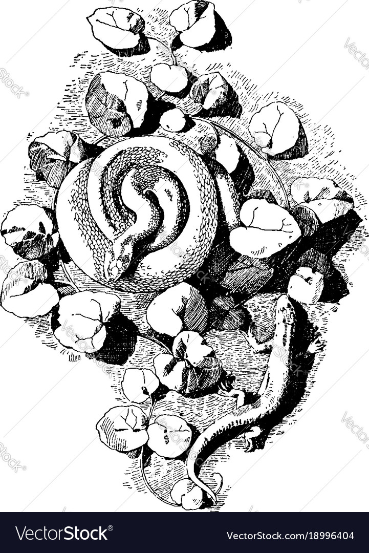 Serpent cast a form created by both viper