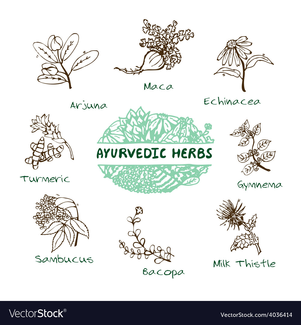 Ayurvedic herbs collection Royalty Free Vector Image