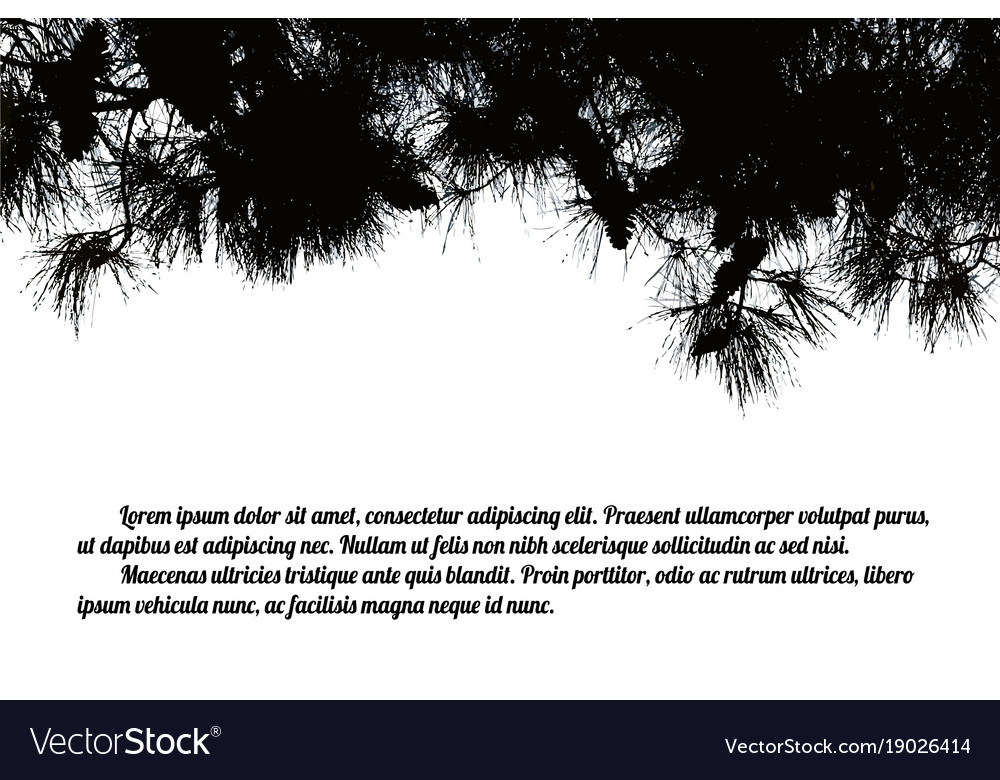 Pine branch tree