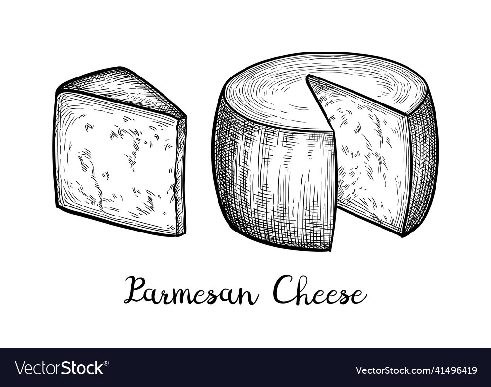 Parmesan cheese ink sketch Royalty Free Vector Image