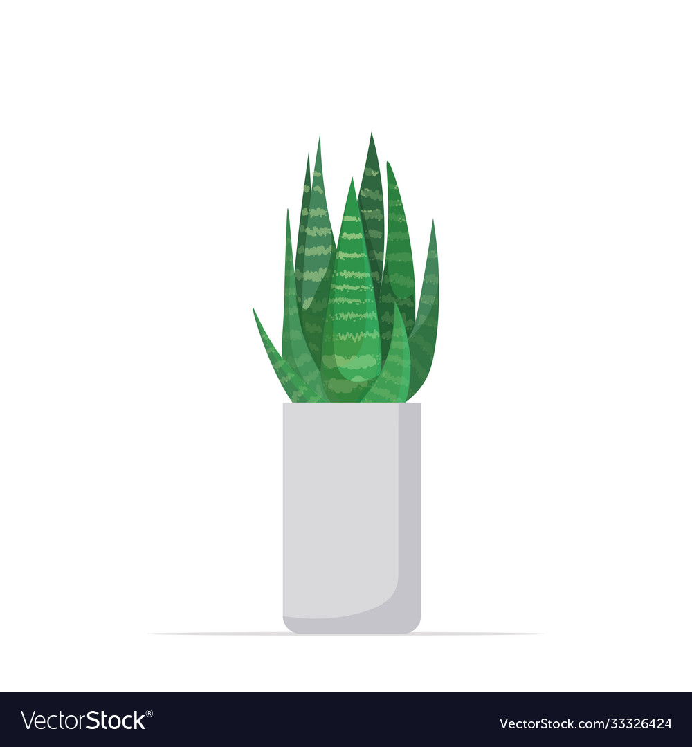 Decorative houseplant planted in ceramic pot