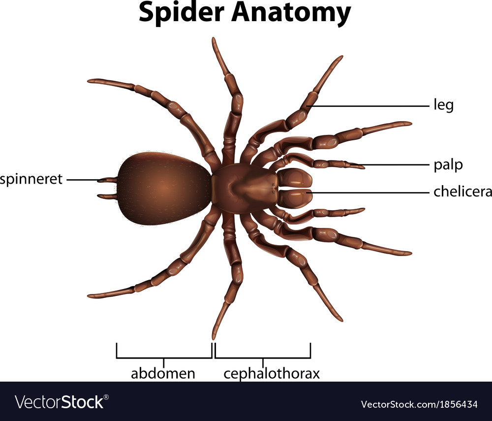 Anatomy of a spider Royalty Free Vector Image - VectorStock