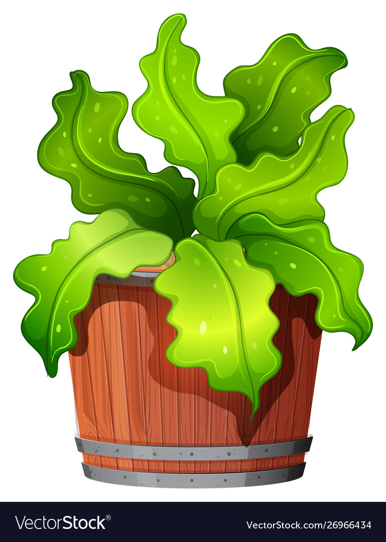 Pot plant with green leaves on an isolated white Vector Image