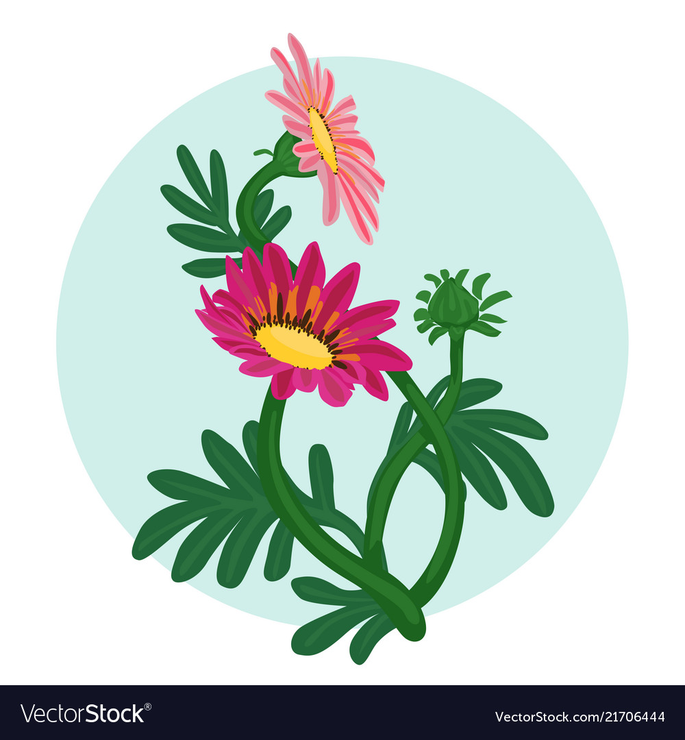 Gazania flowers isolated