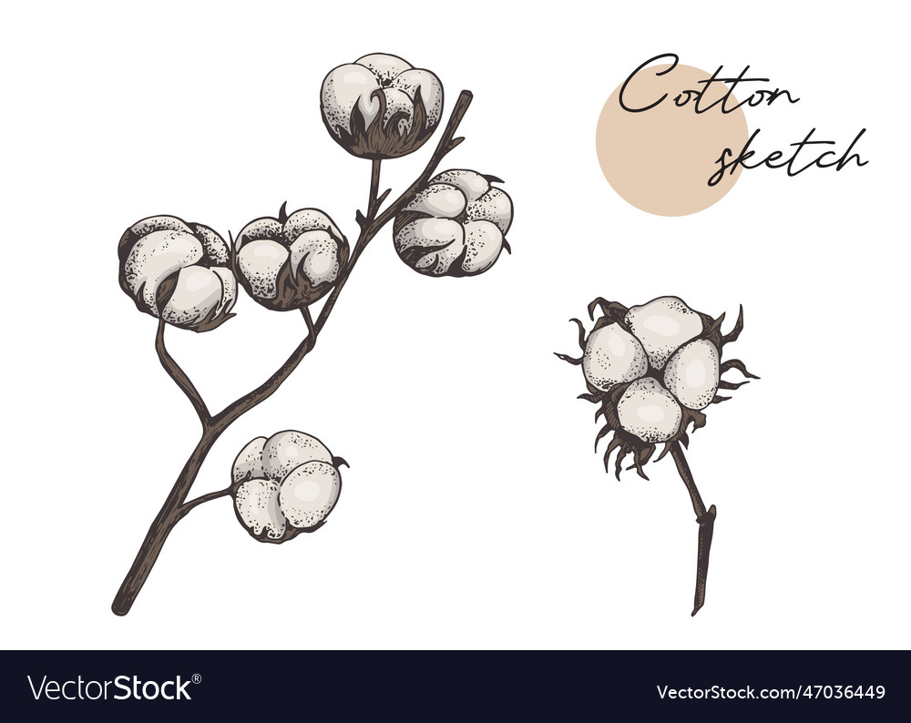 Big cotton flower branch Royalty Free Vector Image