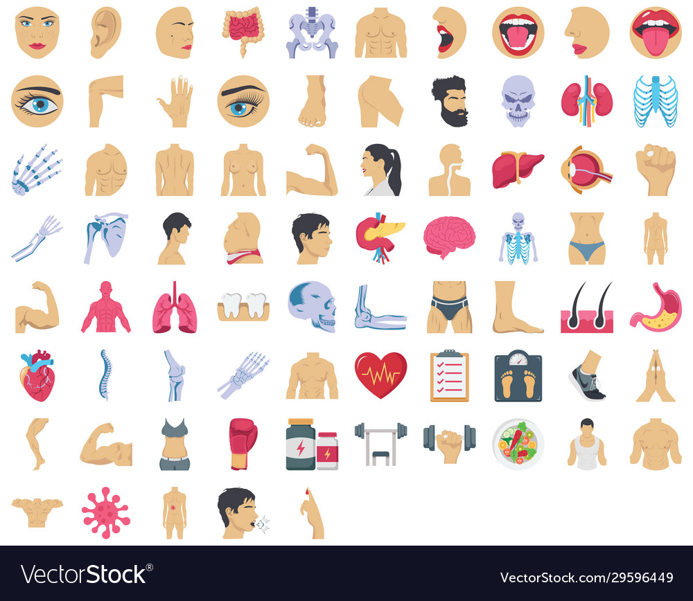 Human body color set consist Royalty Free Vector Image