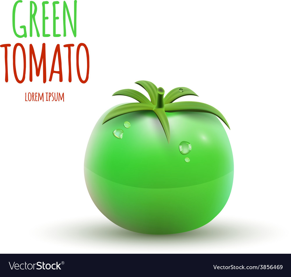 Green tomato isolated on white background Vector Image