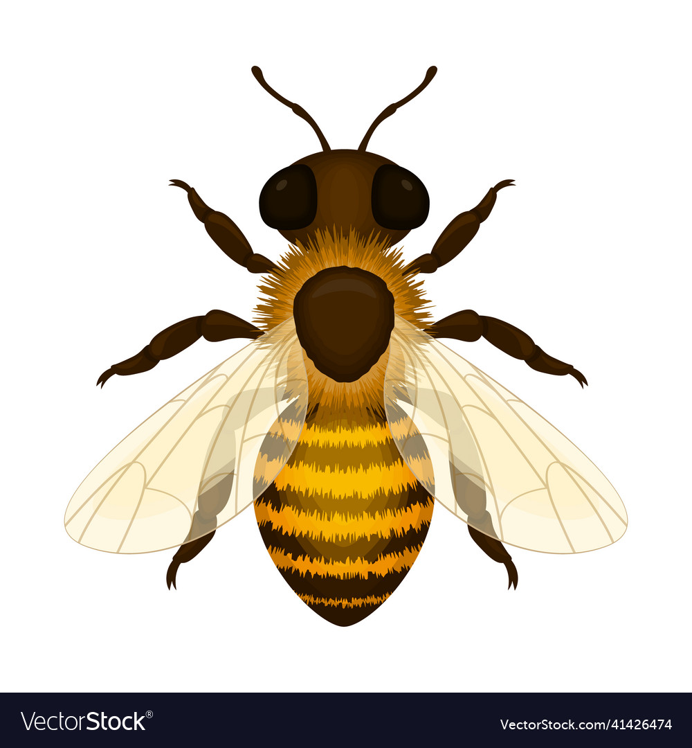 Bee image of a realistic working honey