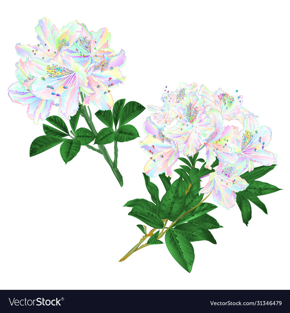 Branches Colorful Rhododendron Branch Flowers Vector Image