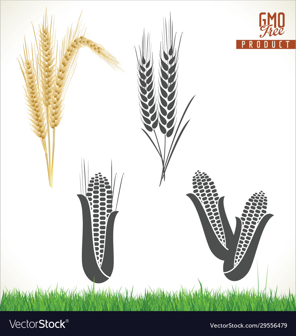 Ears wheat and corn vector image Ears wheat and corn