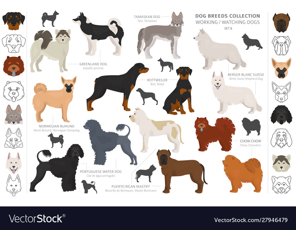 Working Service And Watching Dogs Collection Vector Image