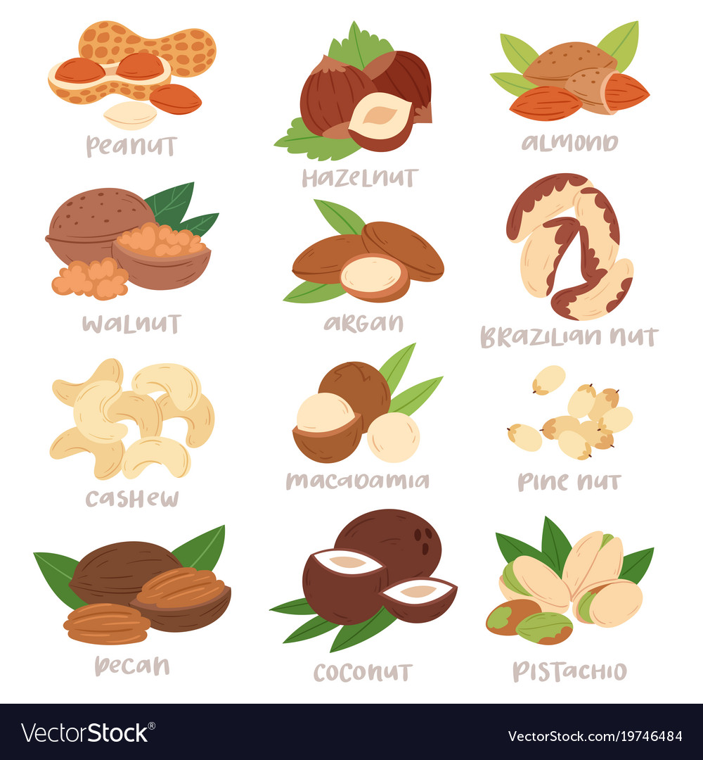 Nut nutshell of hazelnut or walnut
