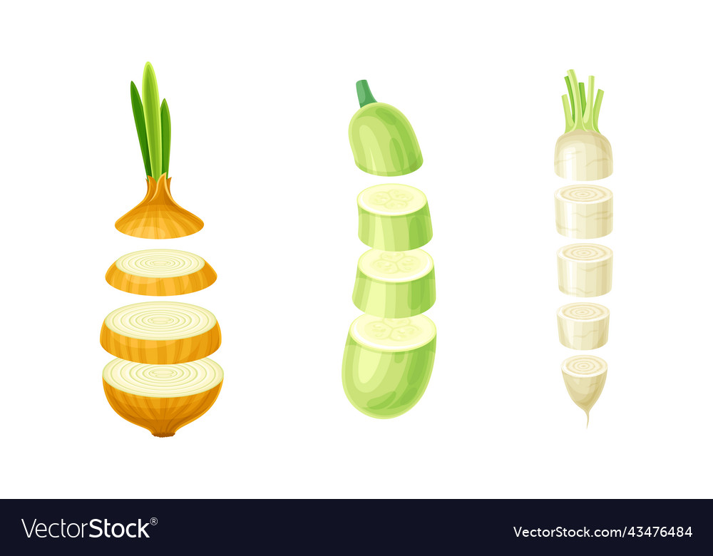Sliced parsnip onion and marrow squash arranged Vector Image Sliced parsnip onion and marrow squash arranged