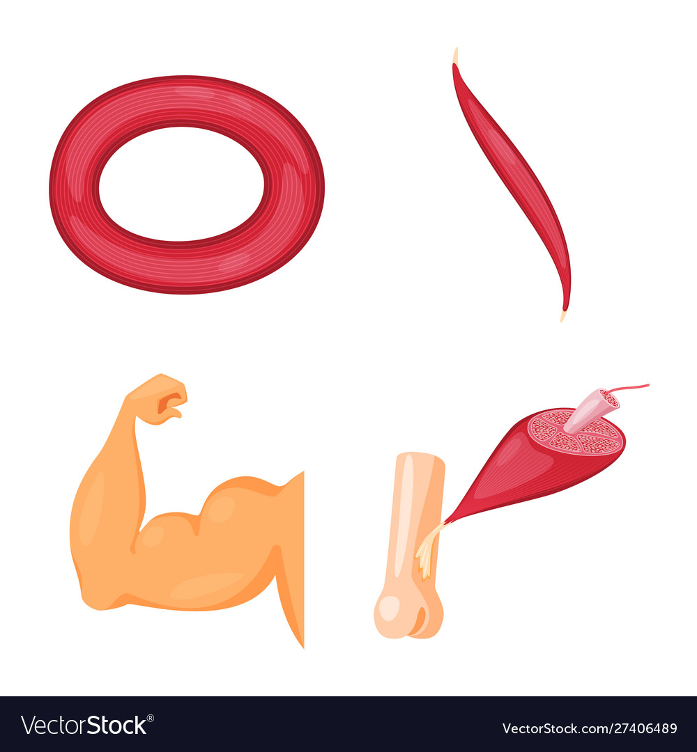 Isolierte Objektmuskel und Zellen-Ikone vector image Isolierte Objektmuskel und Zellen-Ikone