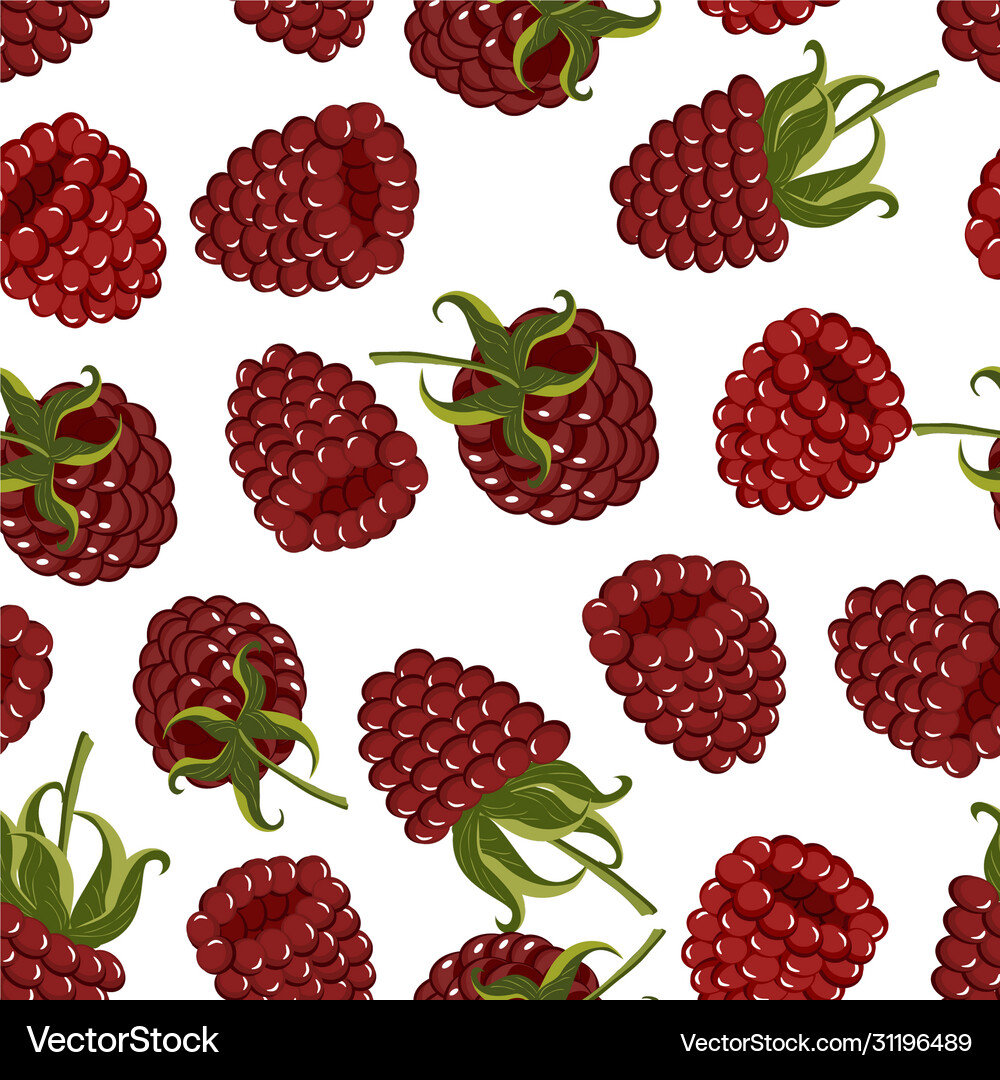 Raspberry Ripening Pattern Chart Pattern ripe raspberries Royalty Free Vector Image