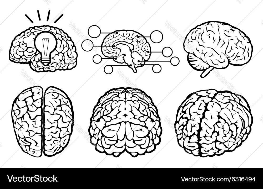 Human Brain Set Royalty Free Vector Image - VectorStock