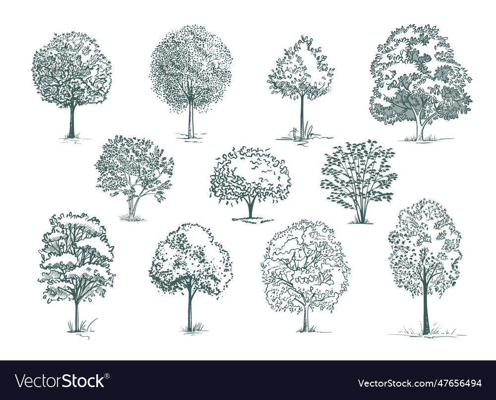 Sketch trees and bushes set Vector Image Sketch trees and bushes set