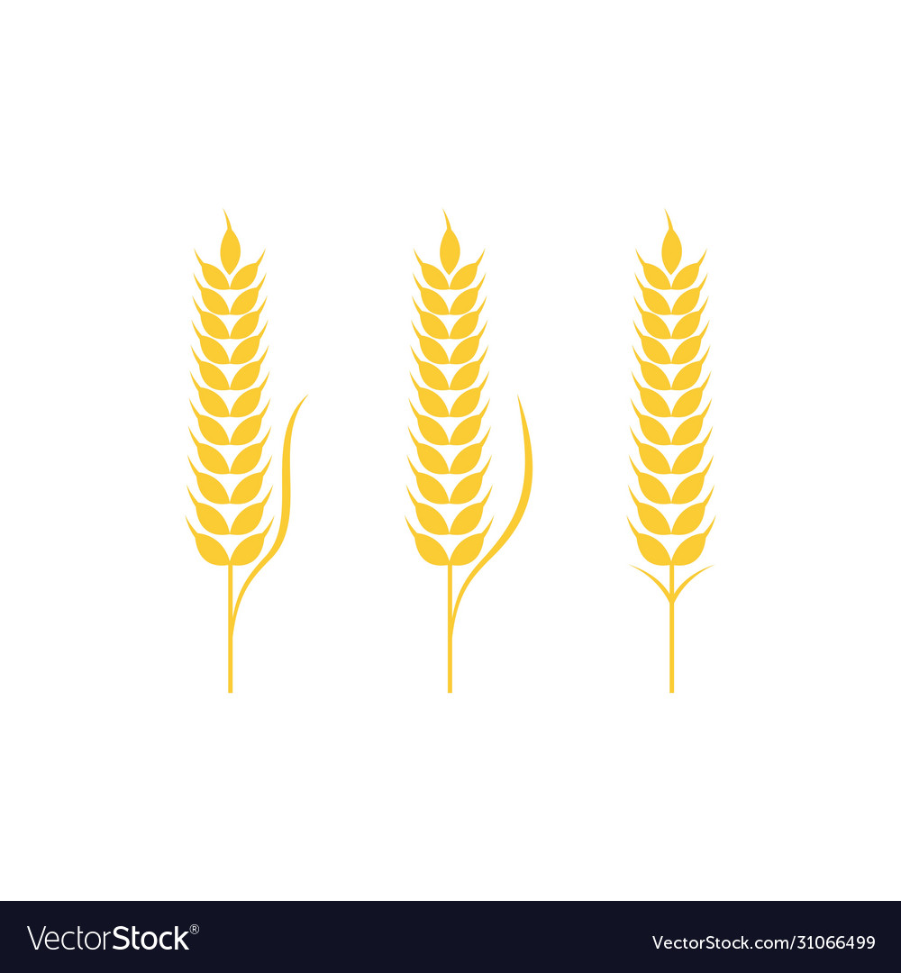 Agriculture wheat