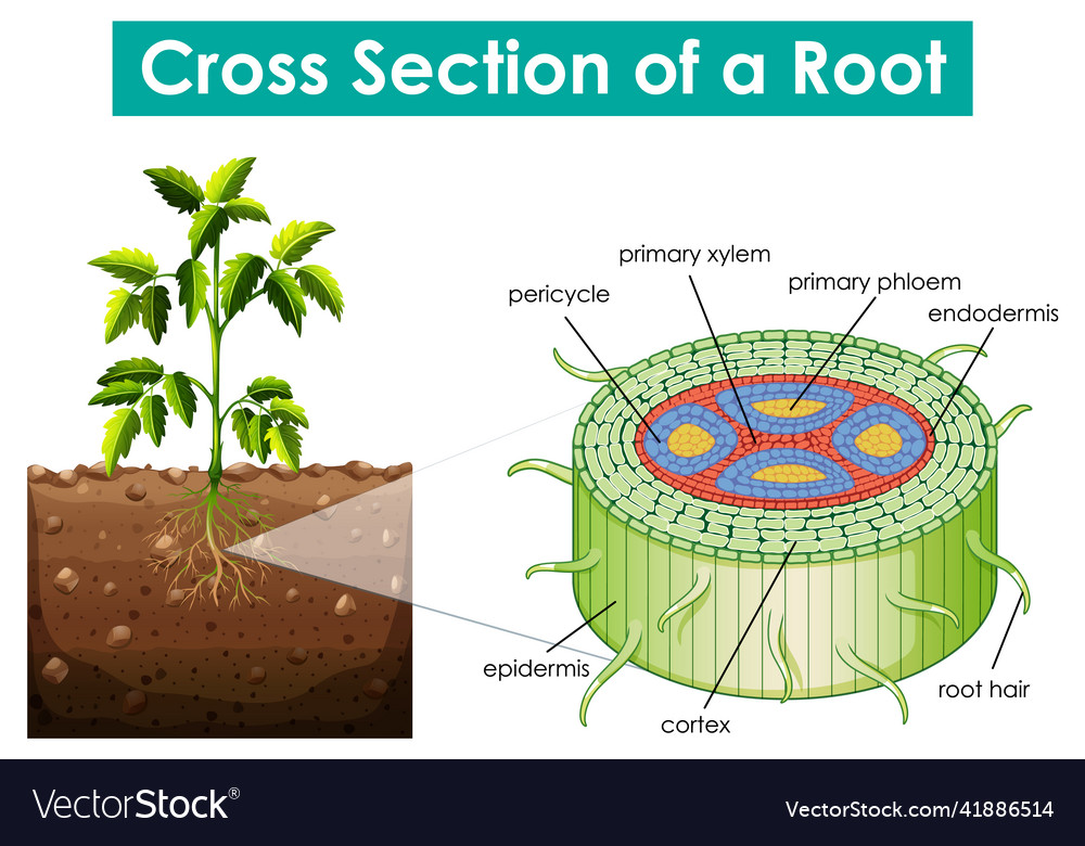 Diagram showing cross section of a root Vector Image Diagram showing cross section of a root