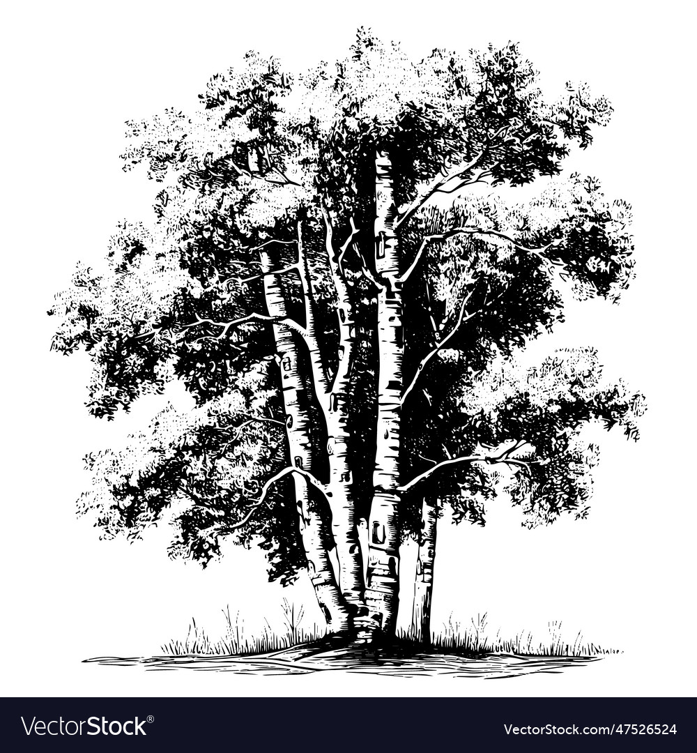 Birch drawing isolated hand drawn object engraved Vector Image